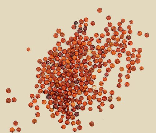 Red quinoa seeds
